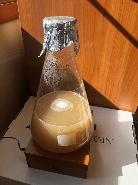 Yeast Starter on Stir Plate