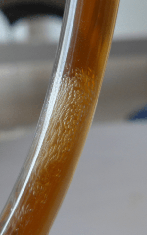 Beer wort in a clear plastic tube